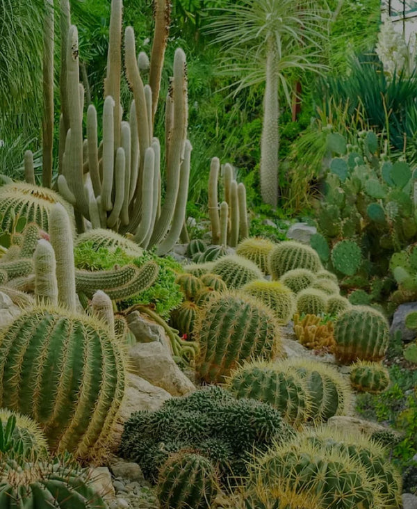 How Many Types of Cactus Are There? Here's What to Know - The Cactus Outlet