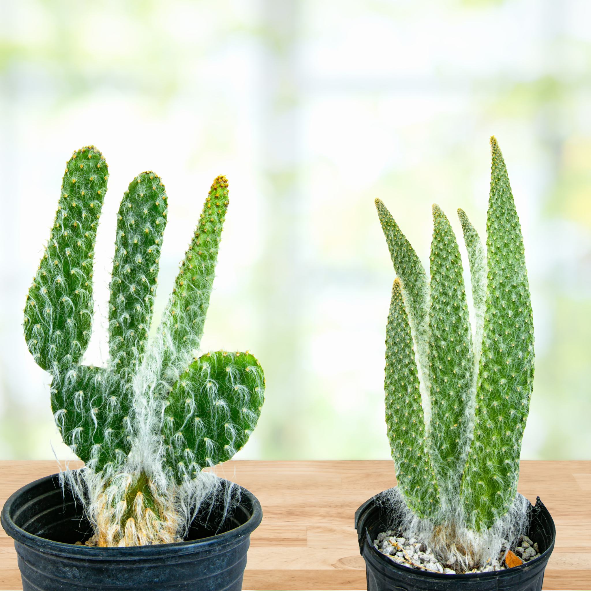 Where is the best place to put a cactus in the house?