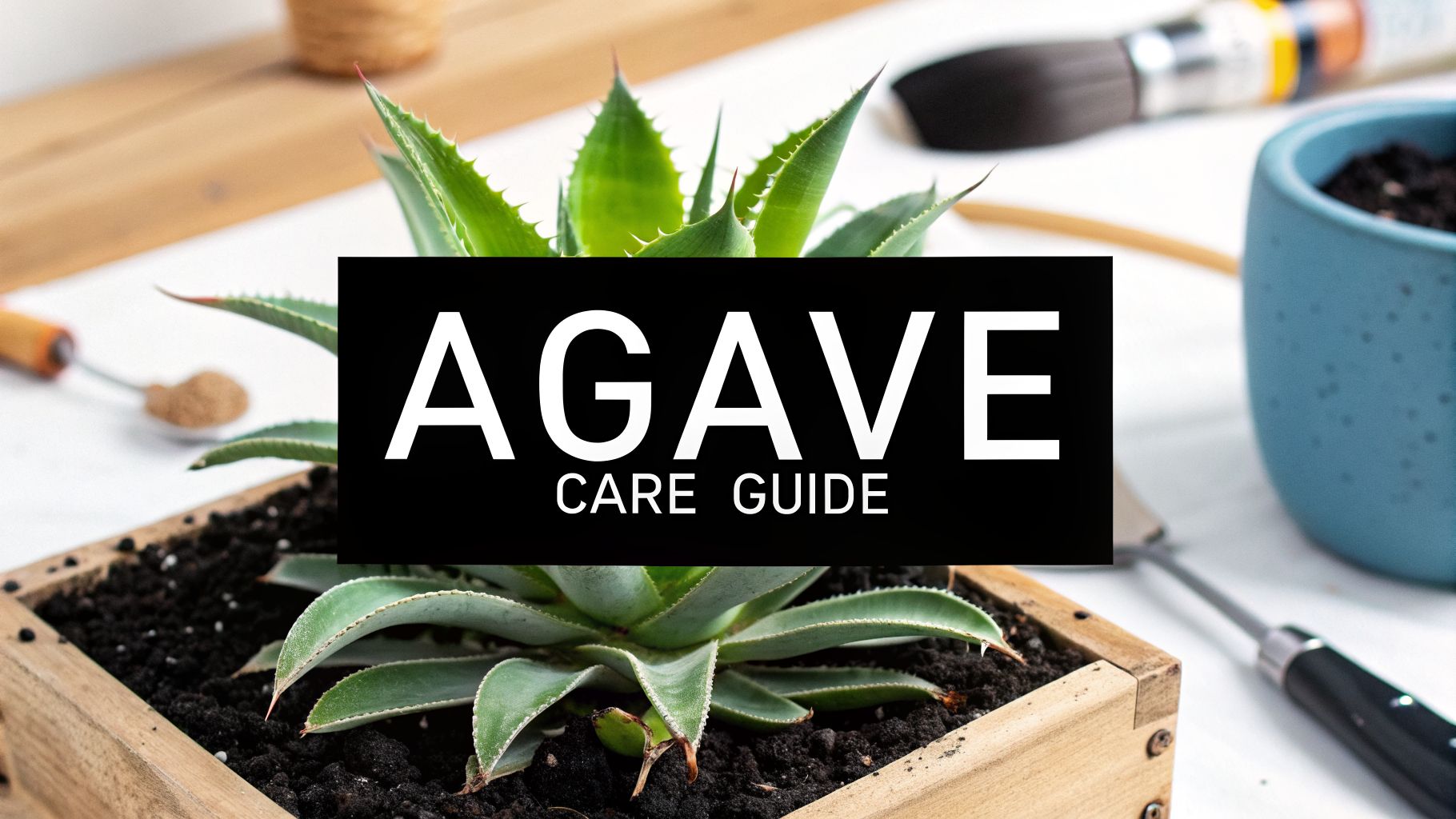 Your Essential Agave Americana Plant Care Guide