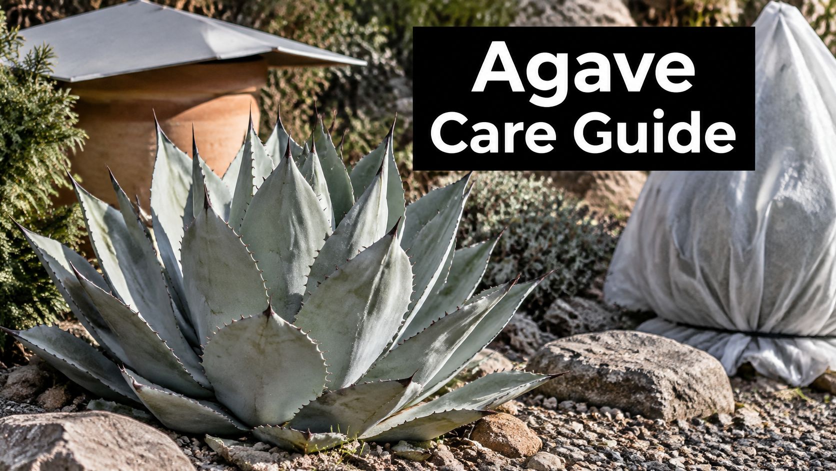Agave Parryi Care: Watering, Light, and Winter Protection