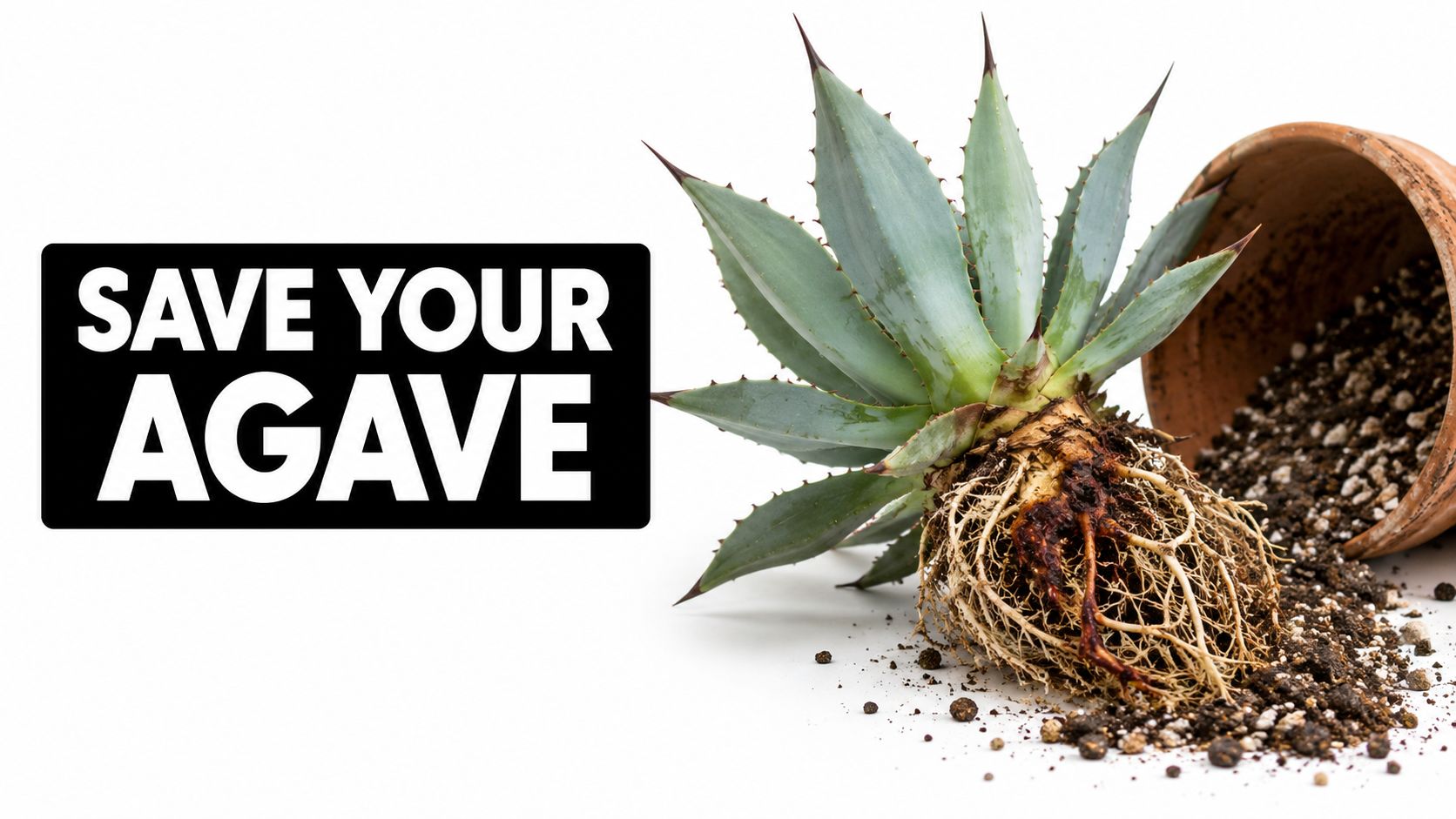 Agave Root Rot: How to Save Your Plant