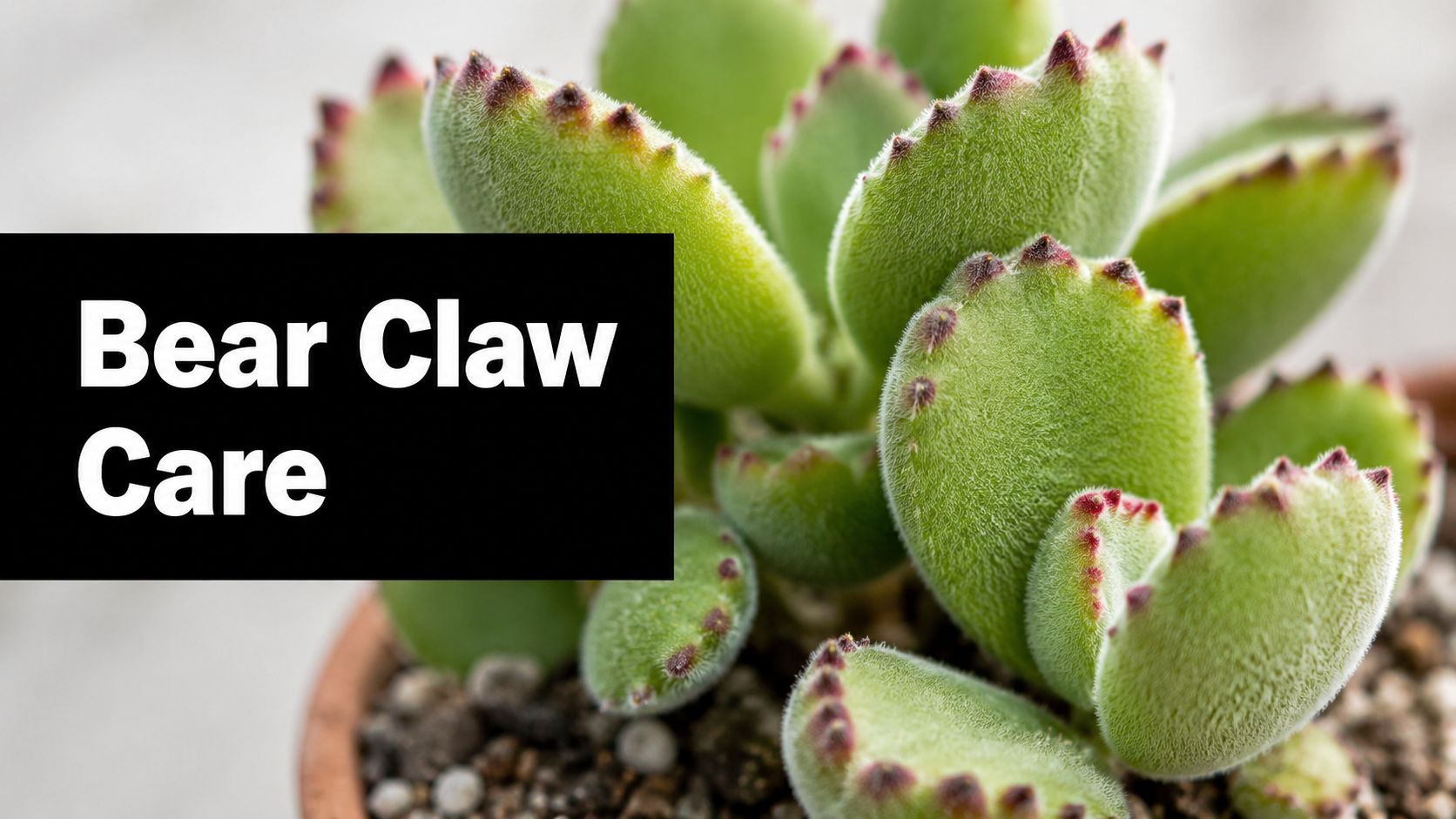 Bear Claw Plant: Complete Care Guide for Cotyledon Tomentosa