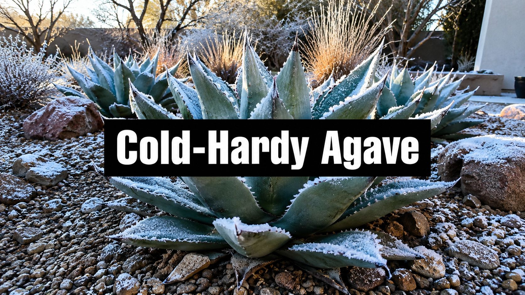 Best Agave for Cold Climates: Hardy Species, Sizes, and Care