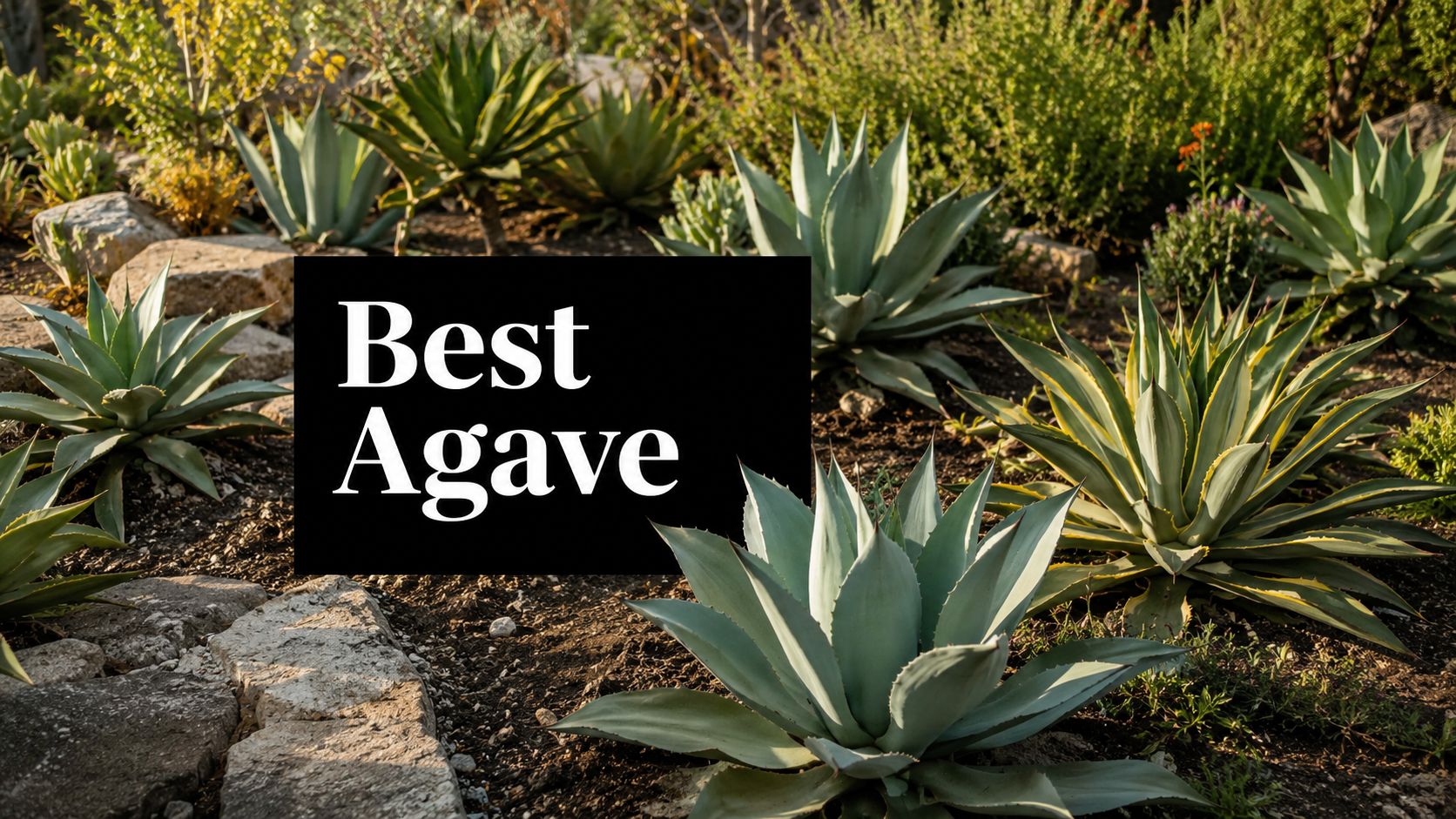 Best Agave for Landscaping: Top Species for 2026