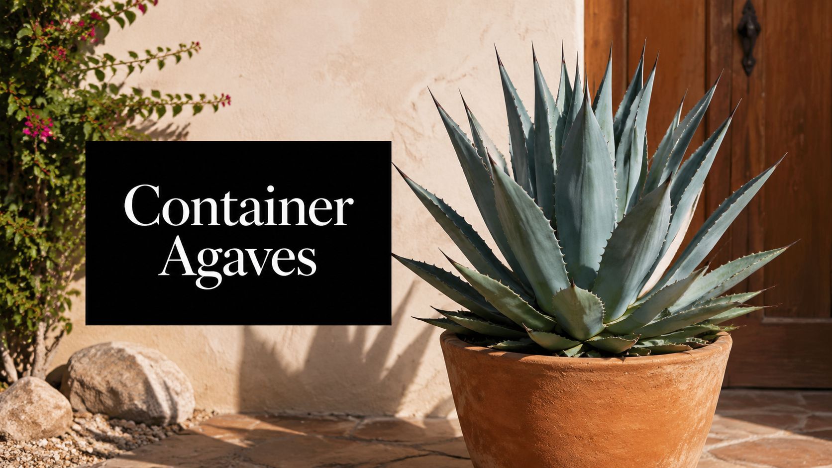 Best Agave for Outdoor Containers: Top Picks and Care Guide