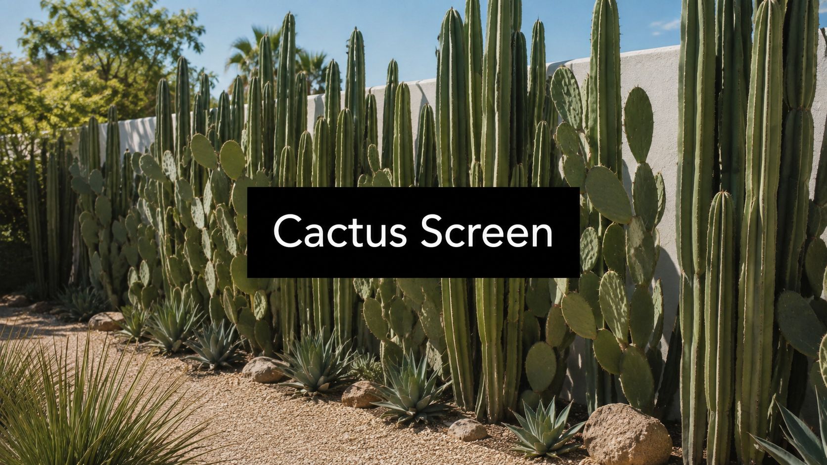 Best Cactus for a Privacy Screen: Top Picks