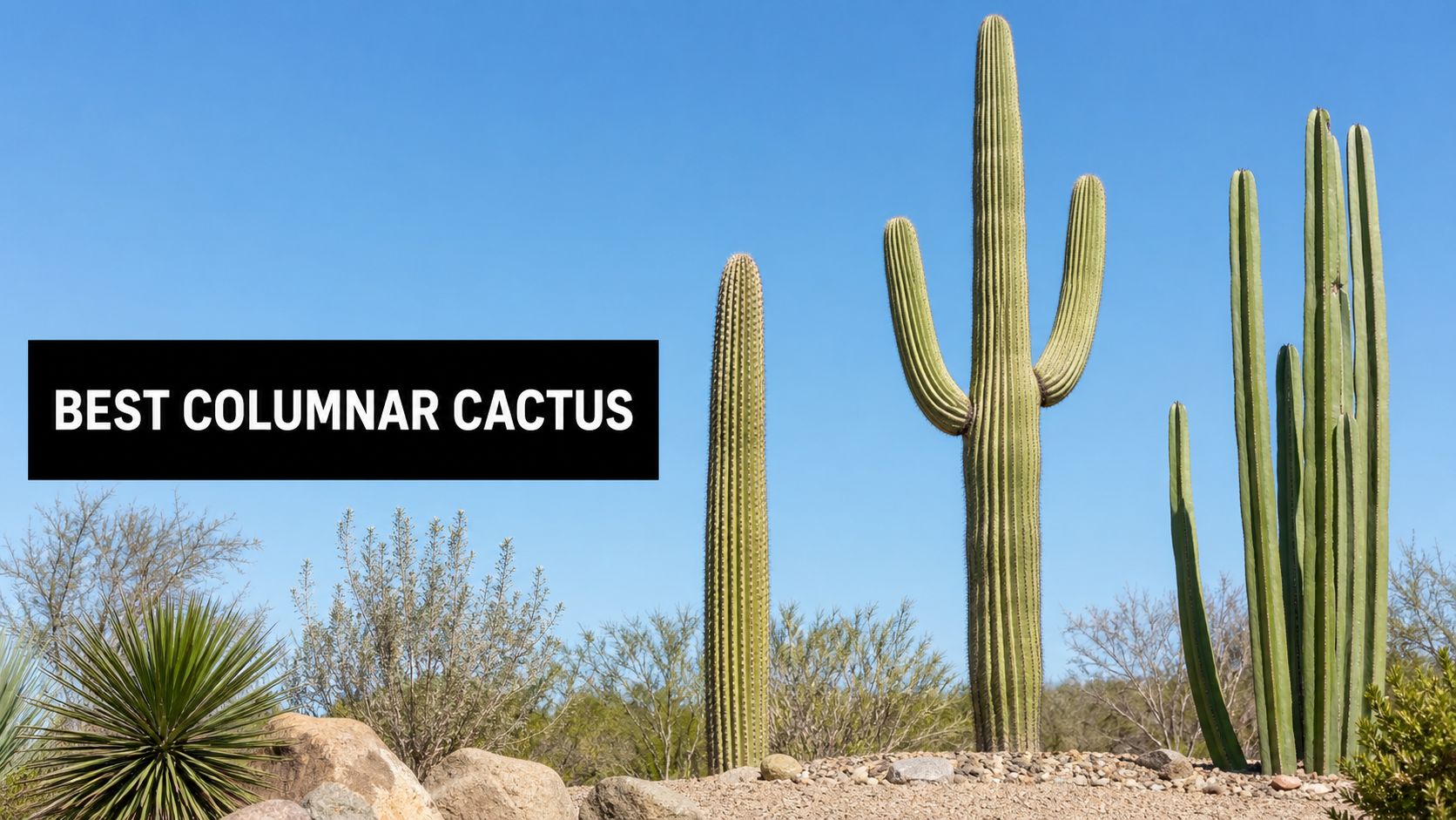 Best Columnar Cactus for Landscaping: 2026 Guide