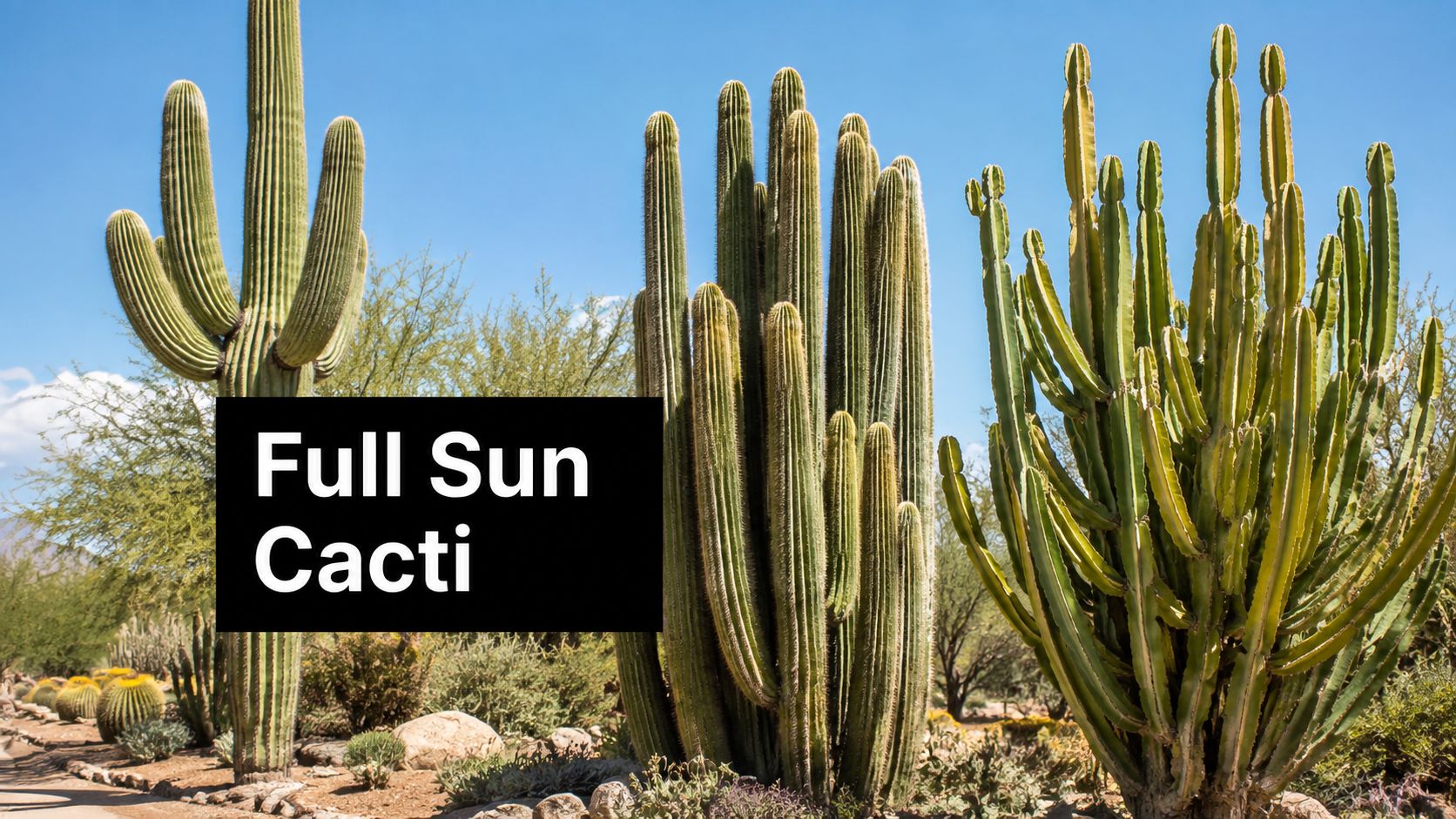 The Best Large Cactus for Full Sun: 2026 Guide