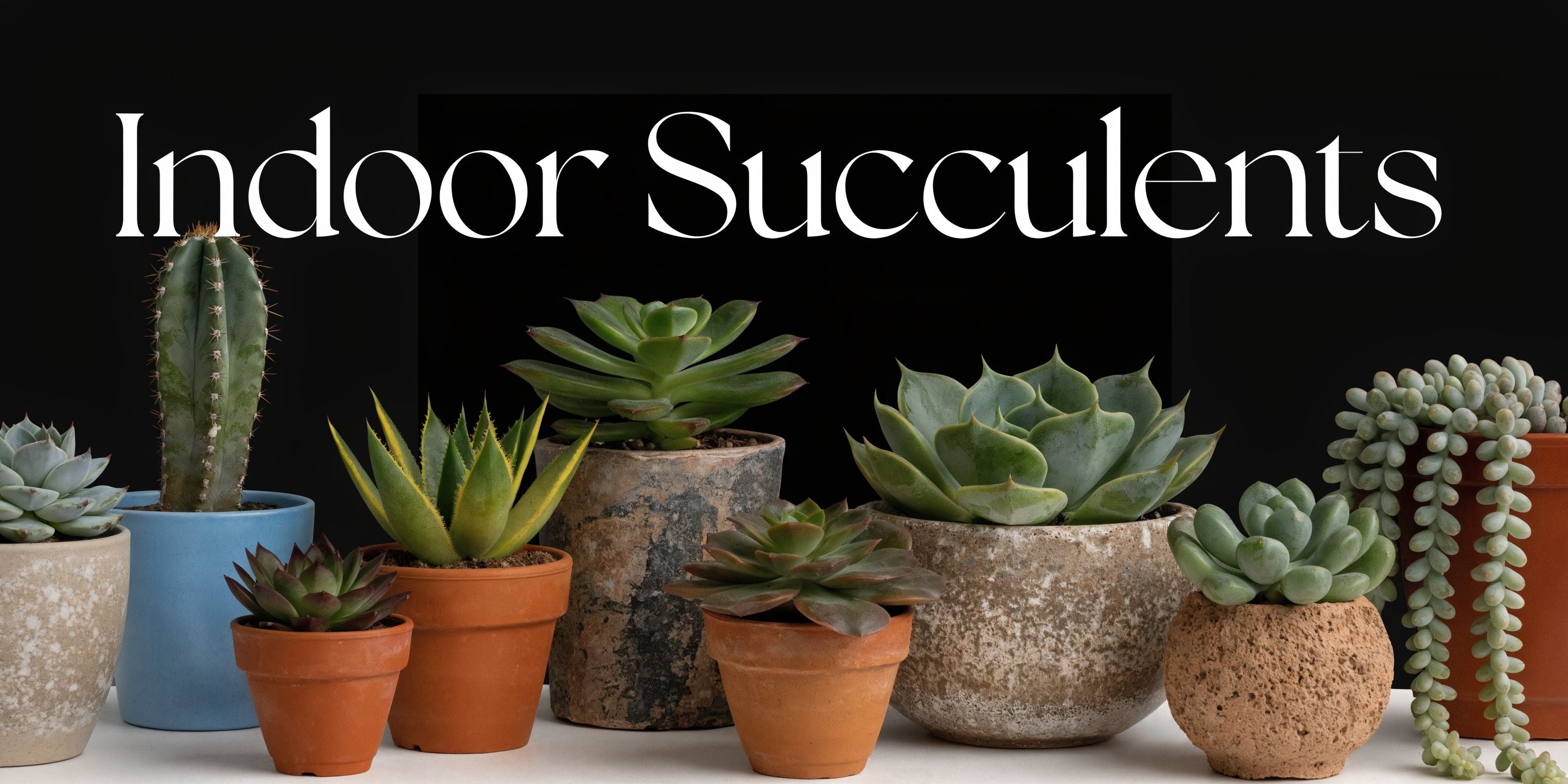 Best Succulents for Indoors: A 2026 Buyer's Guide