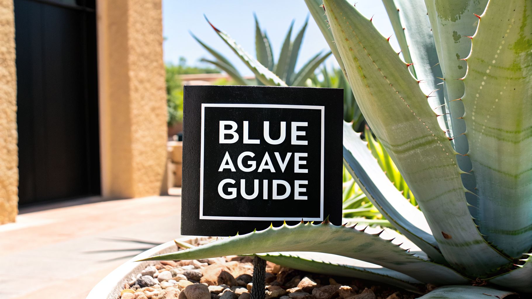 Blue Agave for Sale Your Ultimate Buyer's Guide