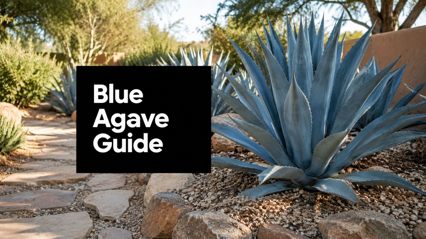 Blue Agave Landscape Design: A Step-by-Step Guide