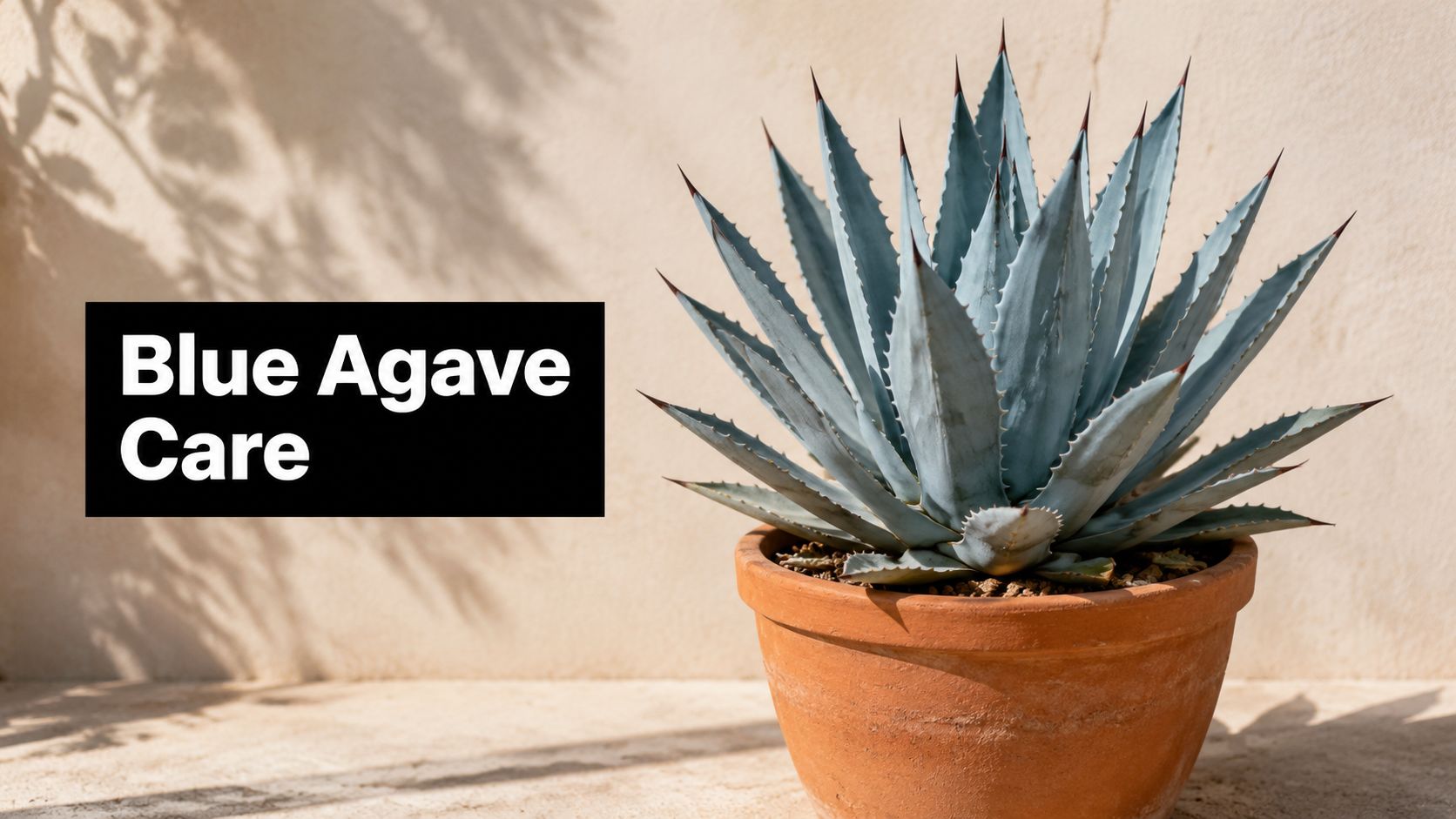 Blue Agave Plant Care: A Beginner's Success Guide