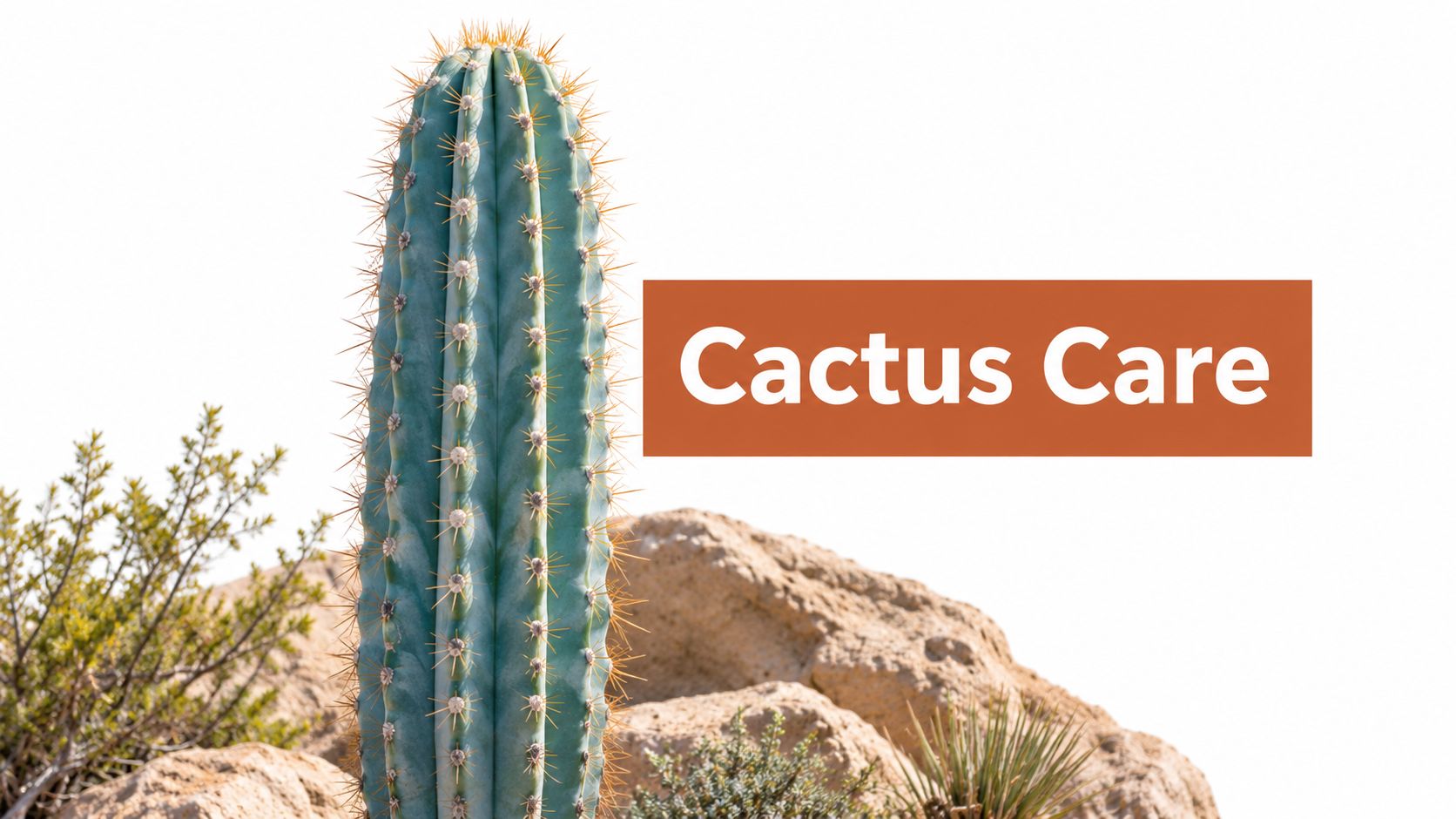 Blue Columnar Cactus Care: A Guide for Buyers and Growers