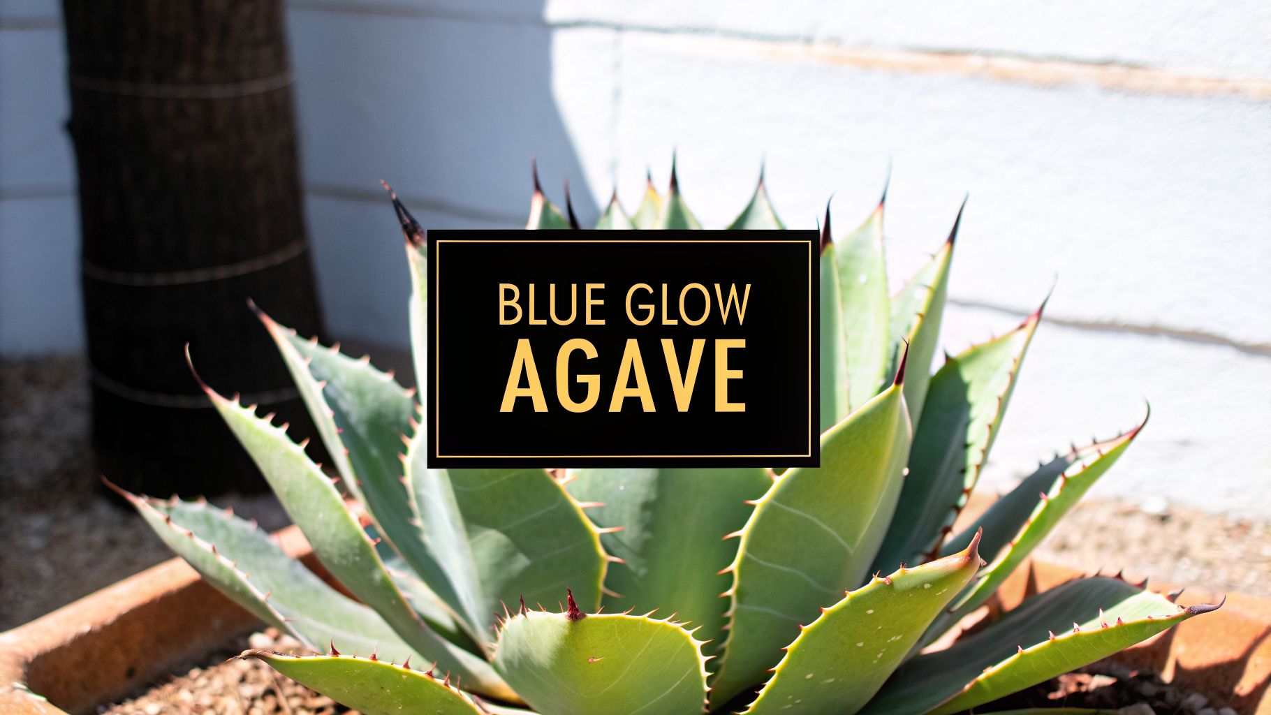 Blue Glow Agave A Complete Care and Design Guide