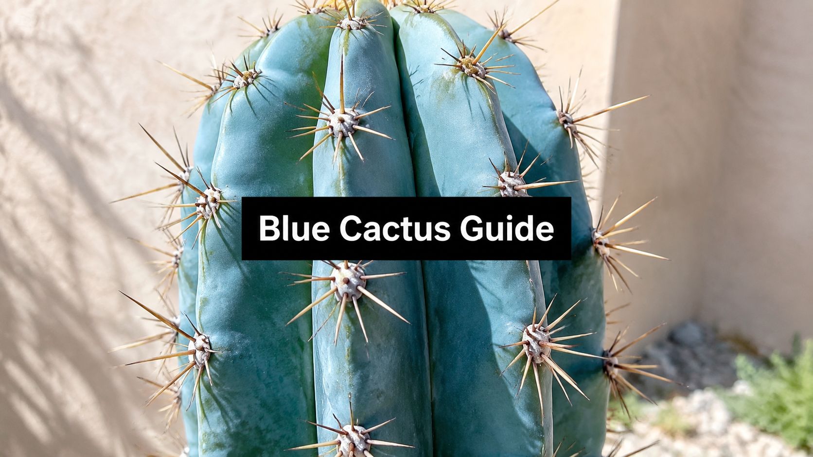 Brazilian Blue Cactus: The Ultimate Grower's Guide (2026)