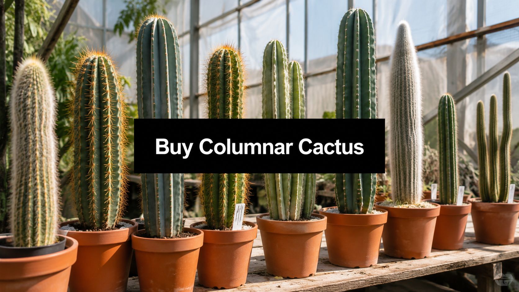 Buy Columnar Cactus Online: 2026 Expert Guide