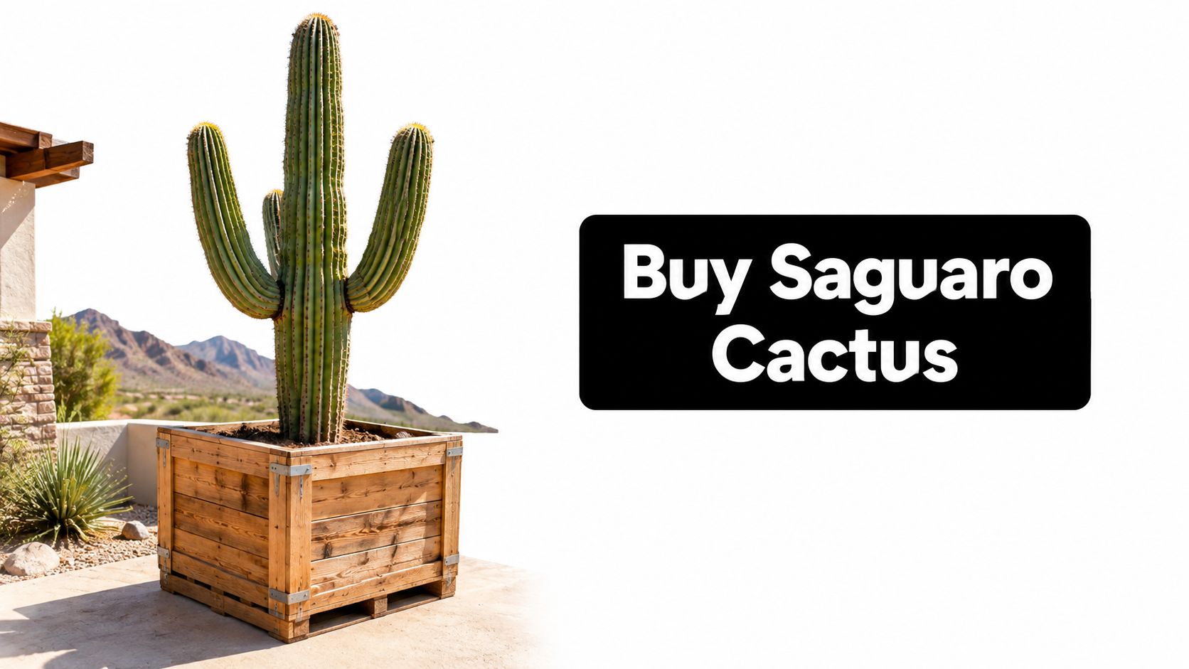 Buy Saguaro Cactus Online Legally Shipped and Ready