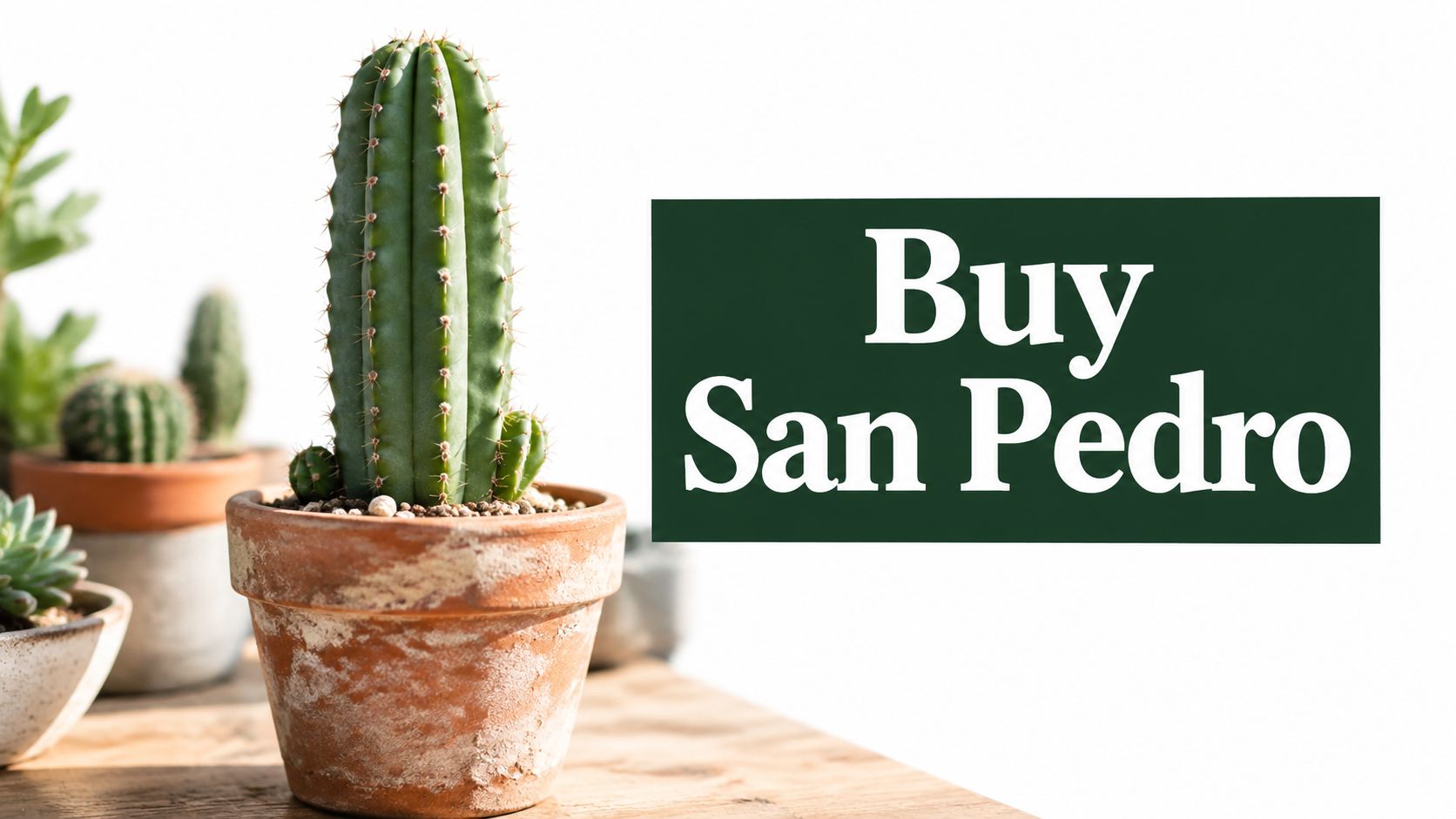 Buy San Pedro Cactus Online: A Practical 2026 Guide