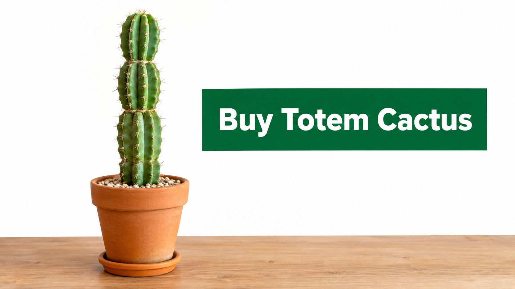 Buy Totem Pole Cactus Online: A Practical 2026 Guide