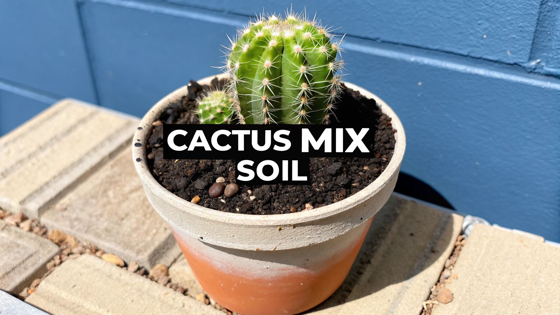 Cactus mix soil: The Ultimate Guide for Thriving Cacti