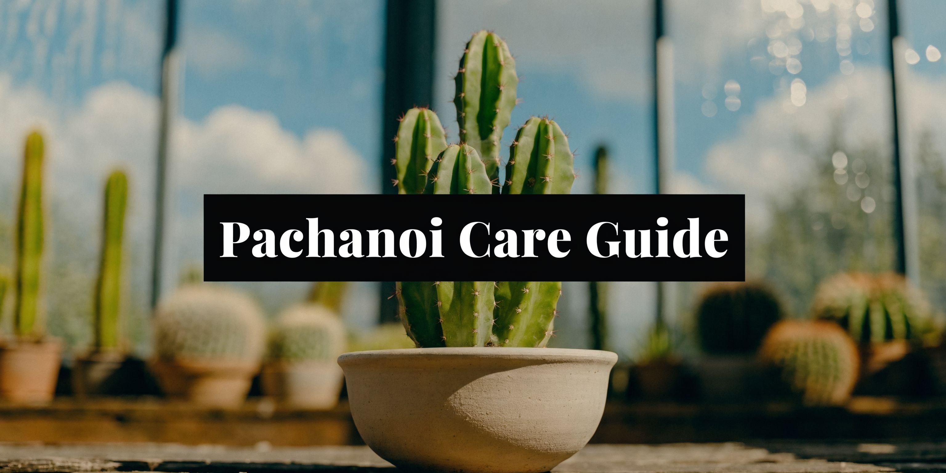 Cactus Trichocereus Pachanoi Ultimate Care Guide