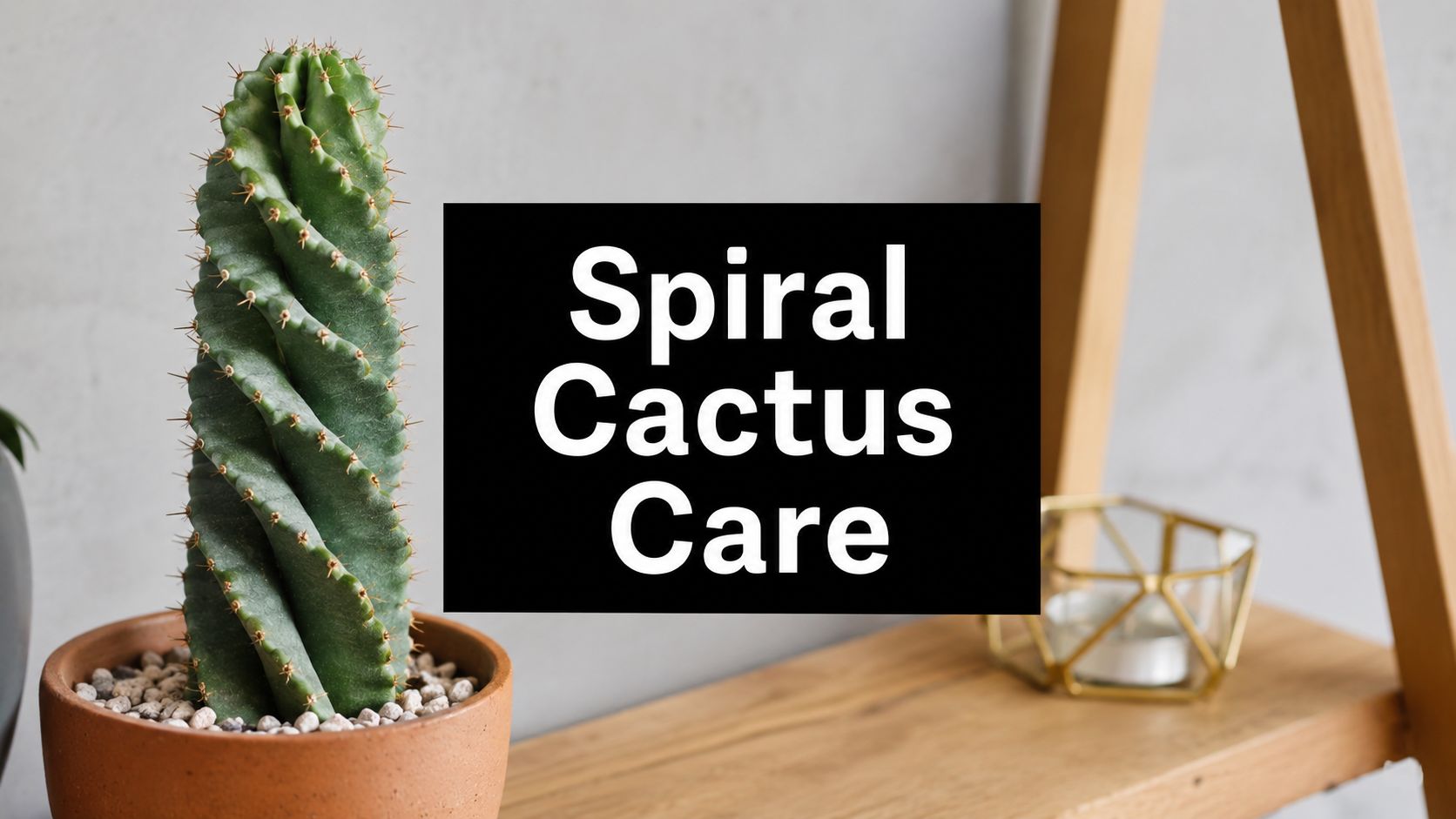 Cereus Forbesii Spiralis: The Ultimate Care Guide