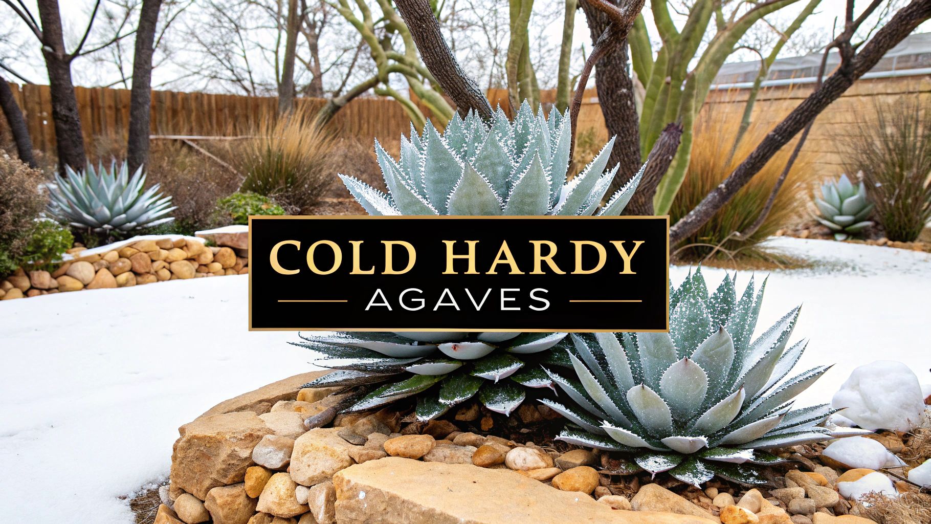 Cold hardy agaves: A Quick Guide to Thriving in Cold Climates