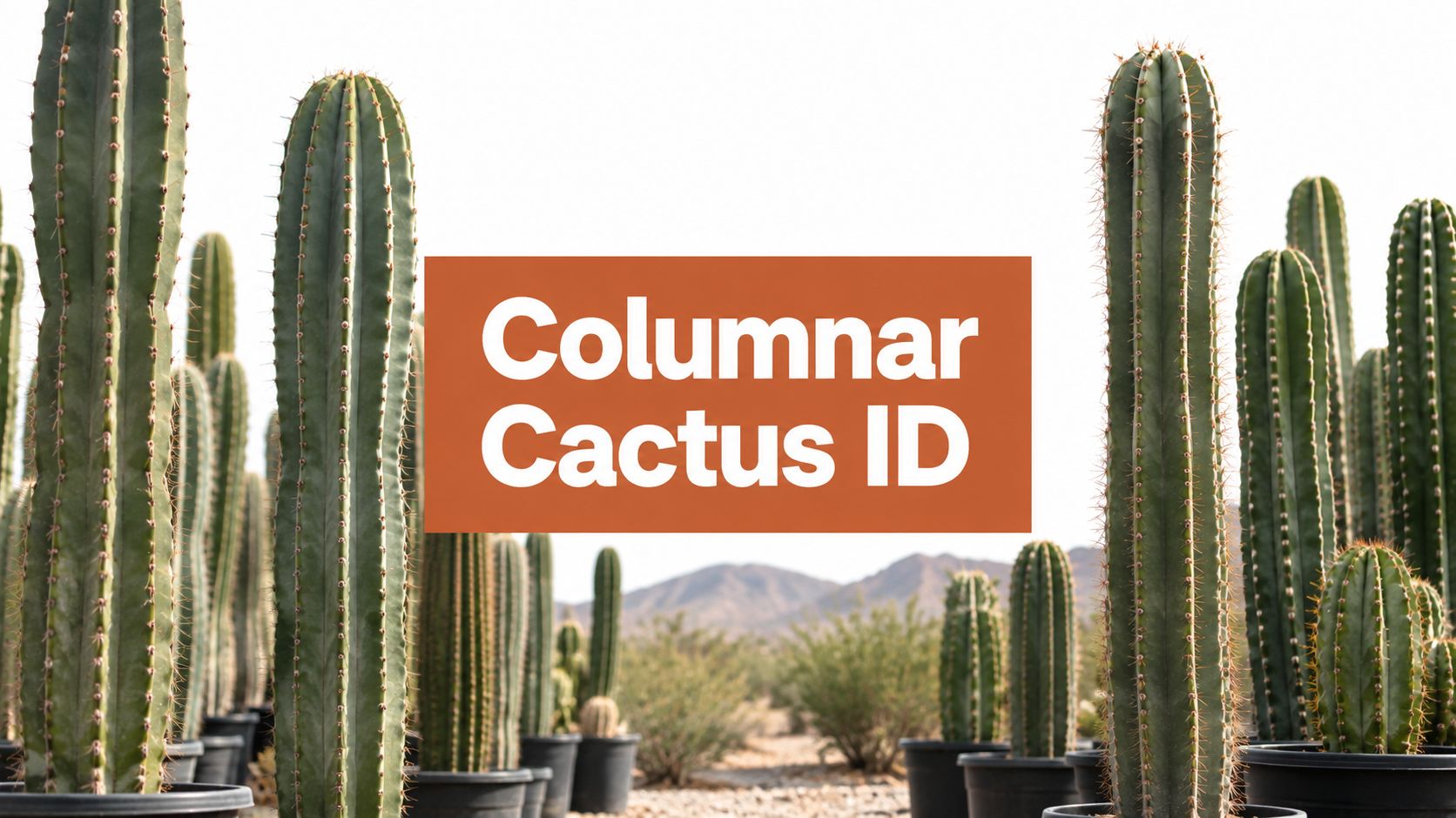 Columnar Cactus Identification Made Simple for Buyers