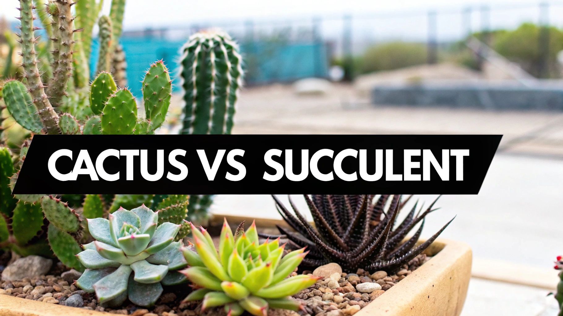 difference between cactus and succulent: Quick Guide