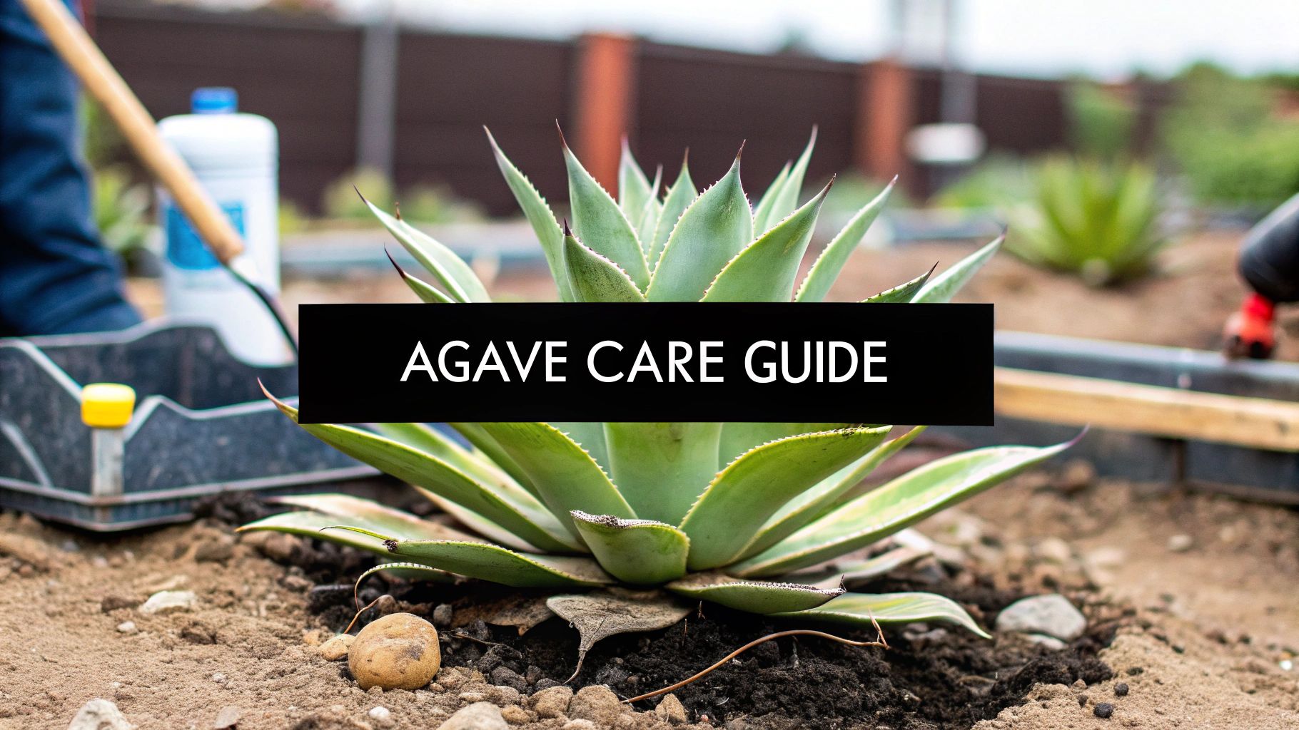 Century Plant Care Your Complete Agave Guide
