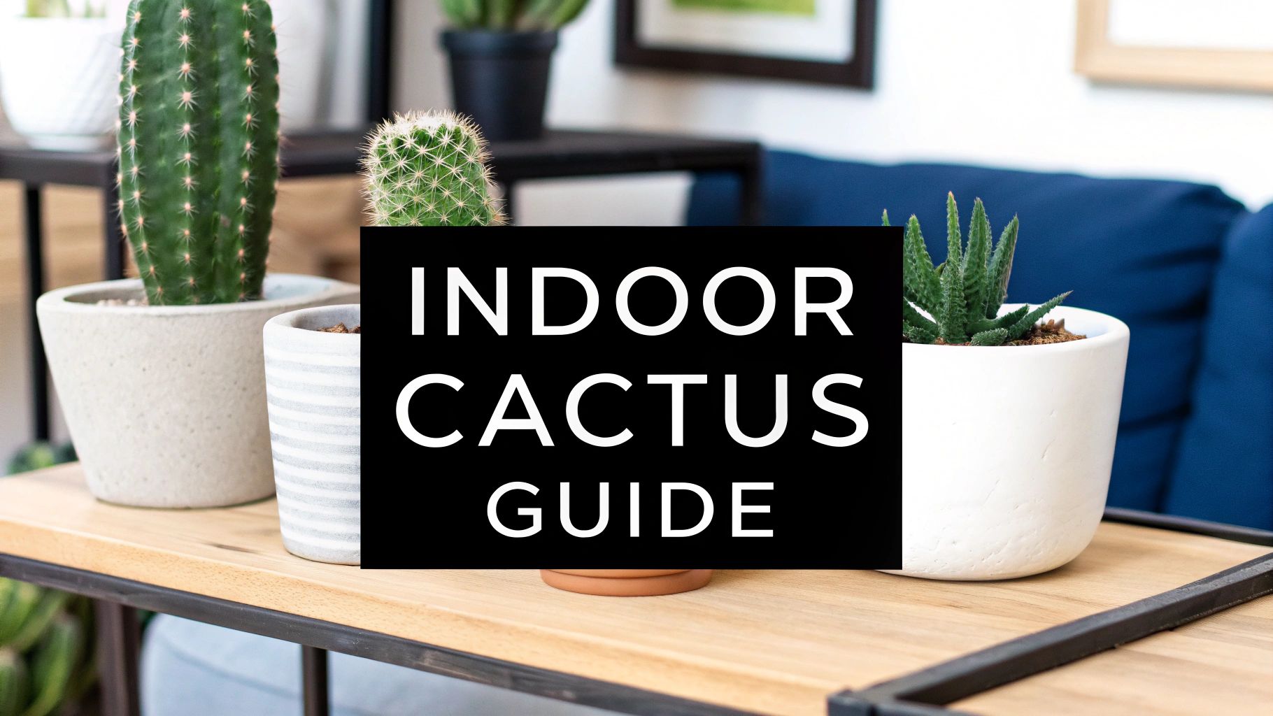 A Guide to Growing Cactus Plants Indoors