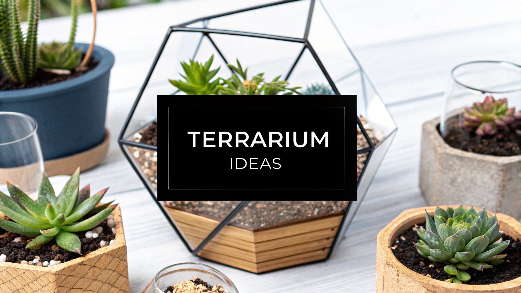 8 Inspiring Succulent Terrarium Ideas for 2025