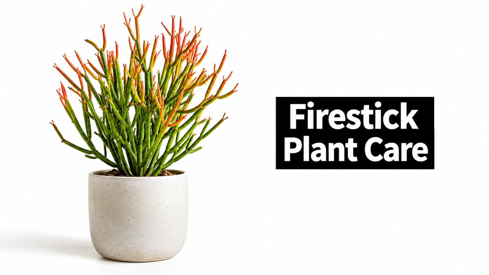 Firestick Plant Care Made Simple