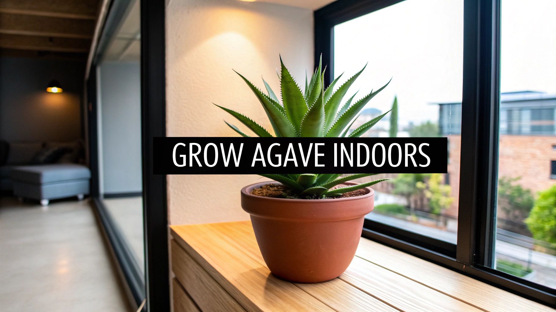 Growing Agave Indoors A Practical Guide to Thriving Plants