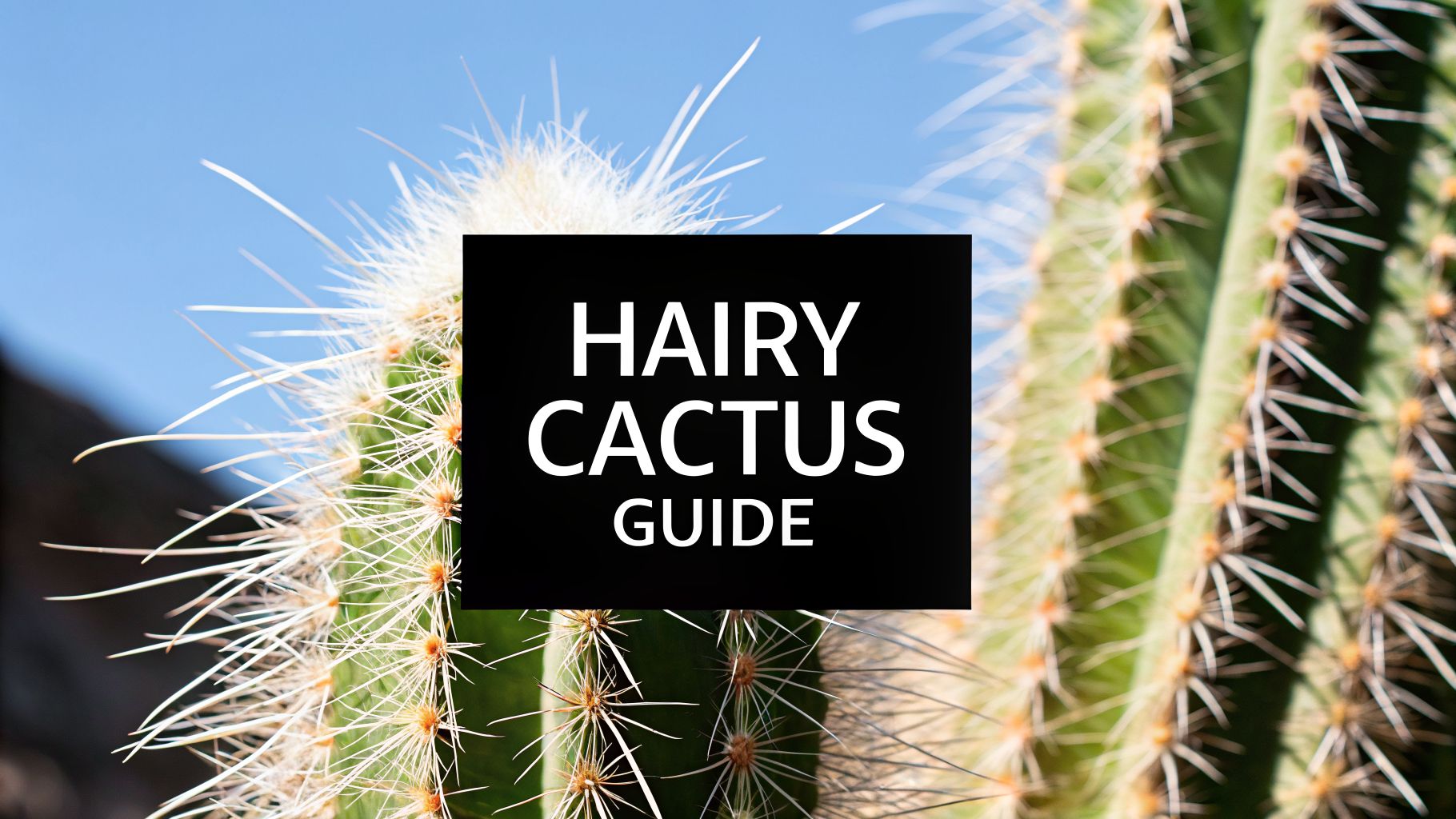 Your Guide to the Hairy Cactus Plant