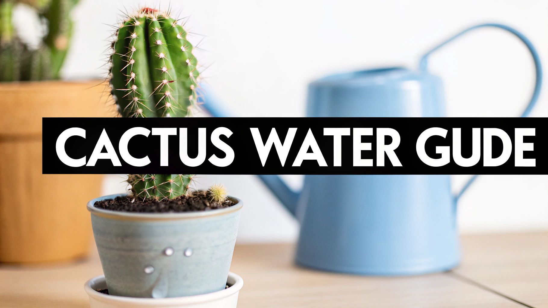 How Much Water Does a Cactus Need?