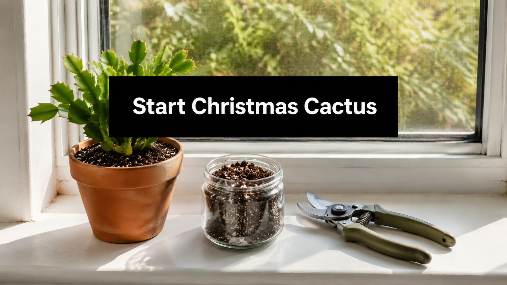 How to Start a Christmas Cactus: A Beginner's Guide