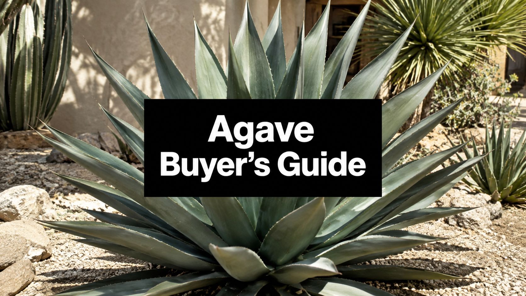 Large Agave Plants for Sale: A Buyer's Guide