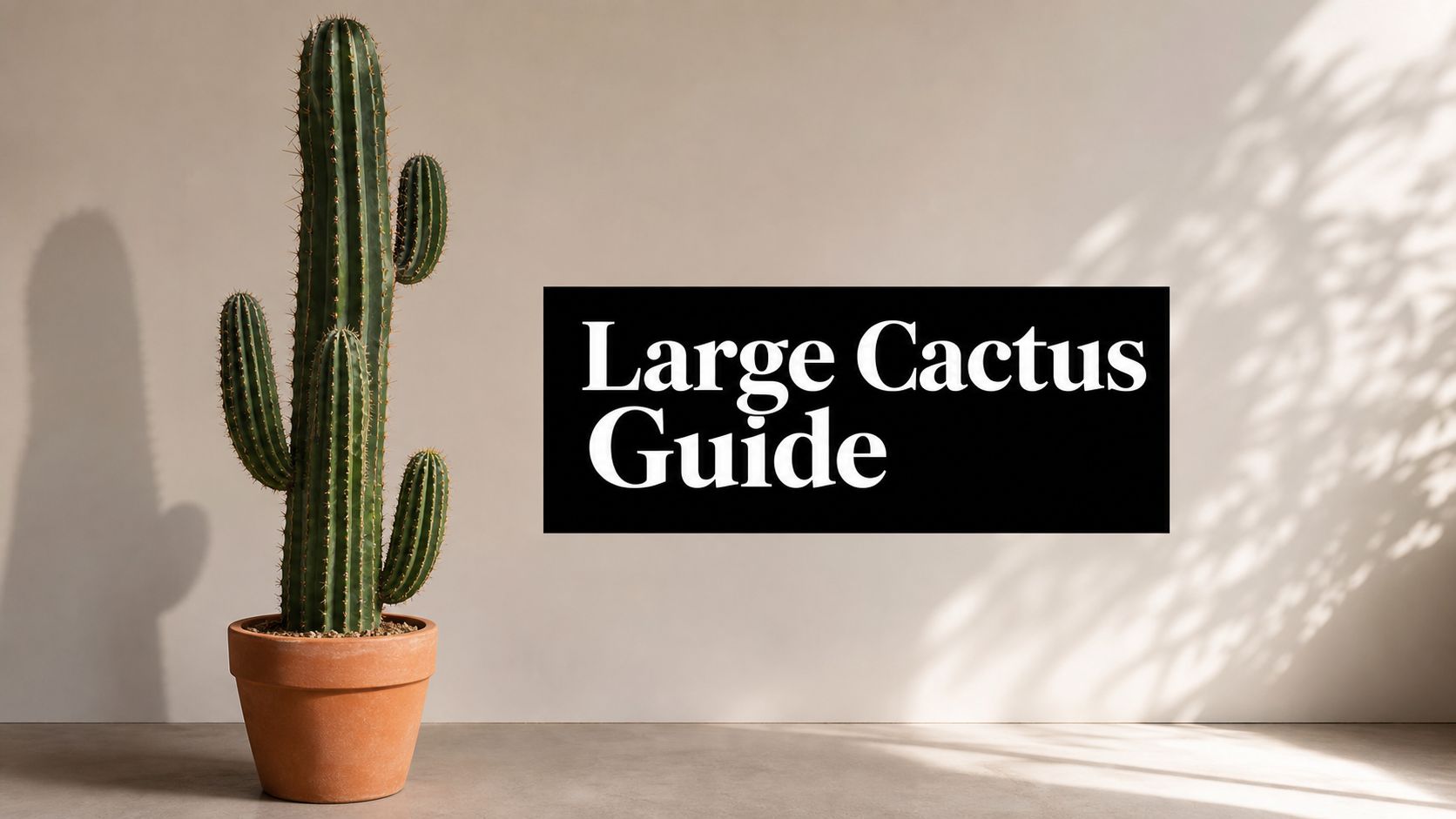 Large Cactus Plants for Sale: A Smart Buyer's Guide