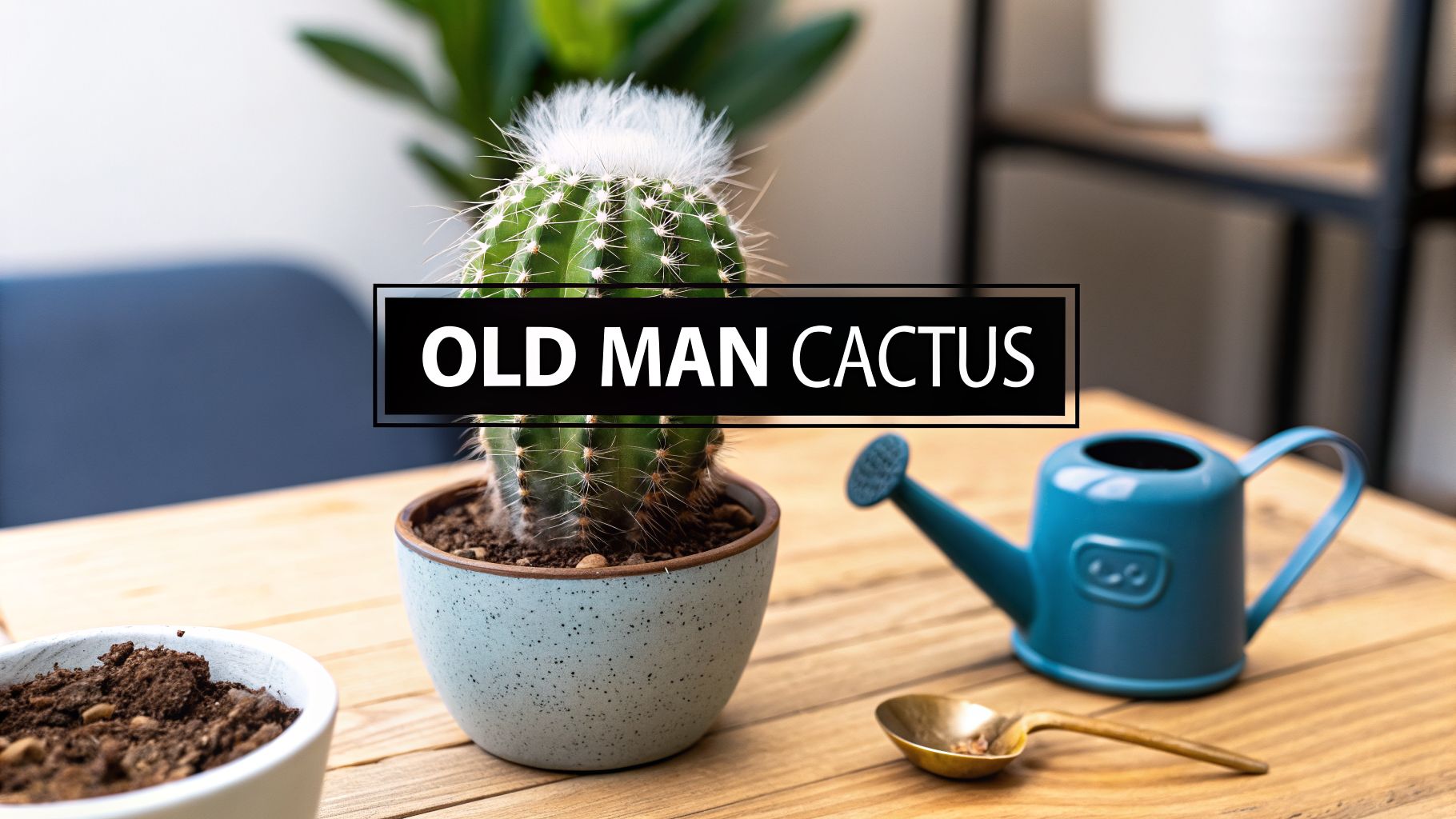 Your Guide to Growing a Happy Old Man Cactus