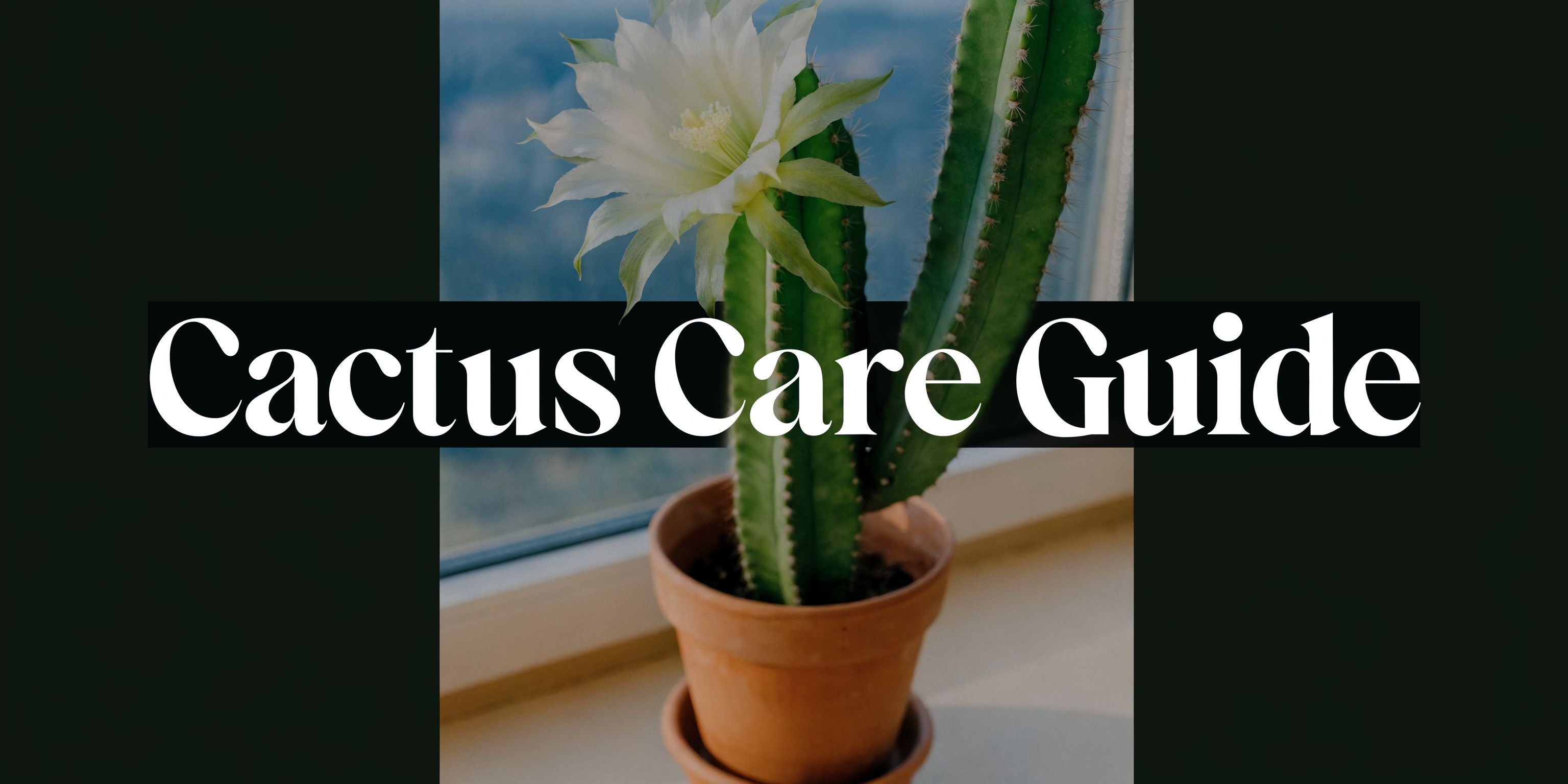 Peruvian Apple Cactus: Care, Grow & Fruit
