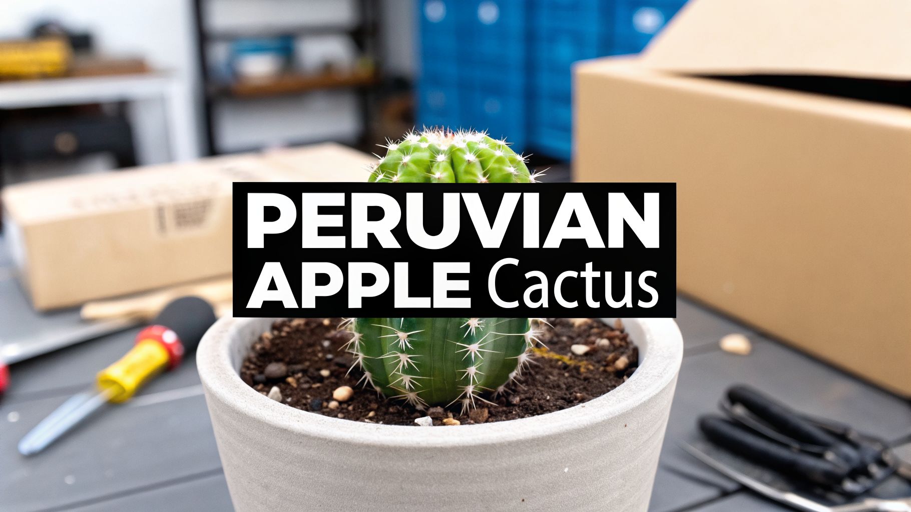 Your Guide to Finding the Perfect Peruvian Apple Cactus for Sale