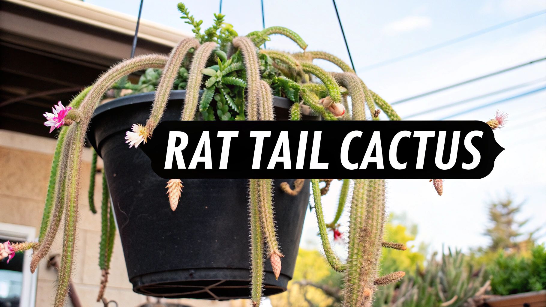 Your Guide to Growing a Stunning Rat Tail Cactus