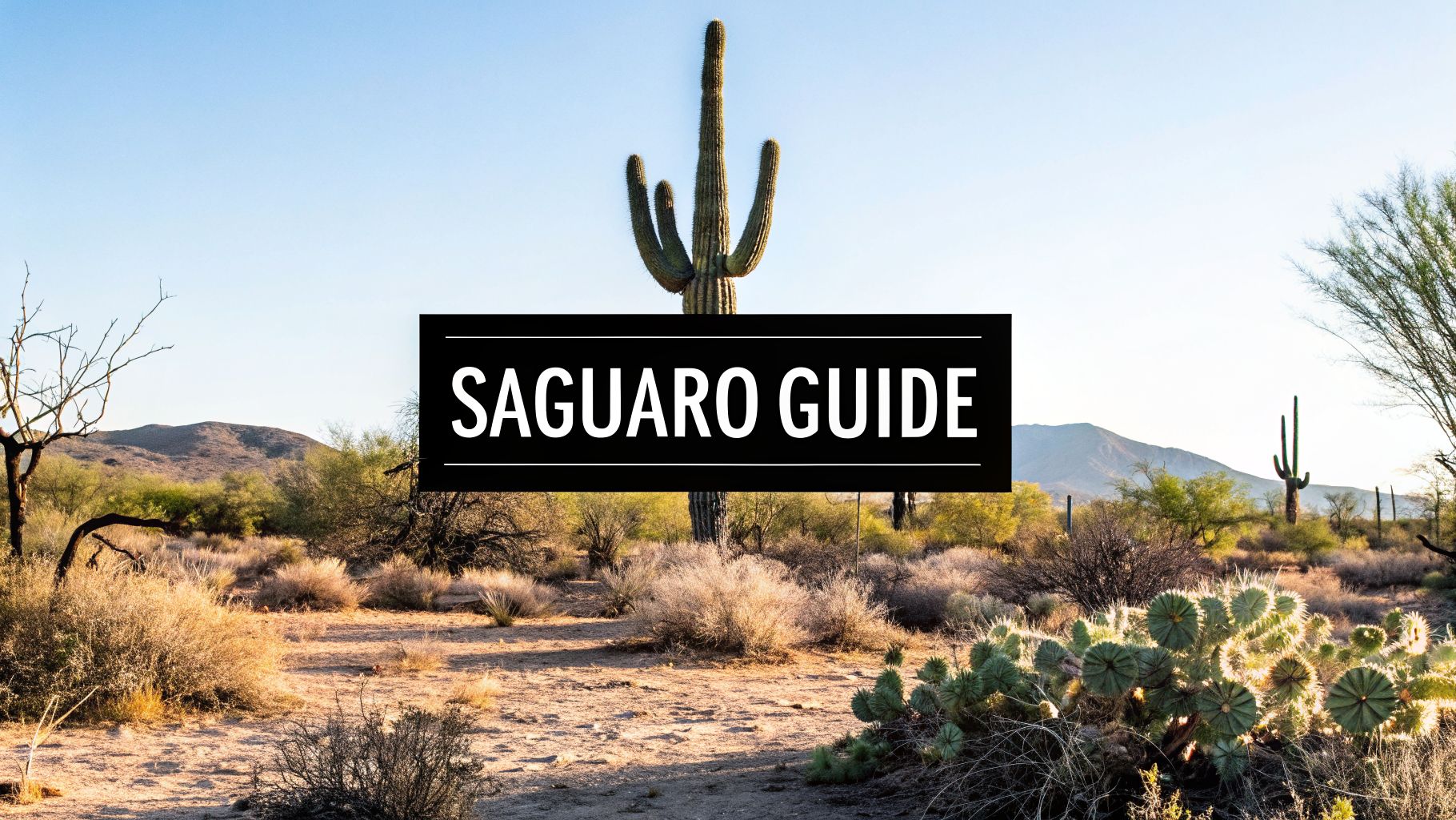 Your Ultimate Guide to the Saguaro Cactus