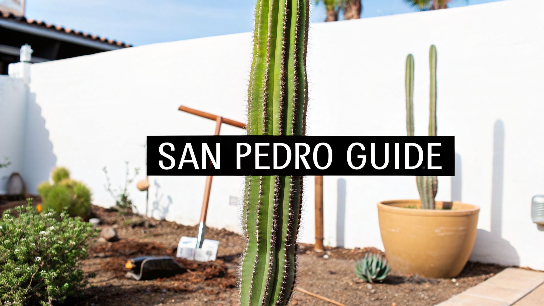 A Grower's Guide to the San Pedro Cactus