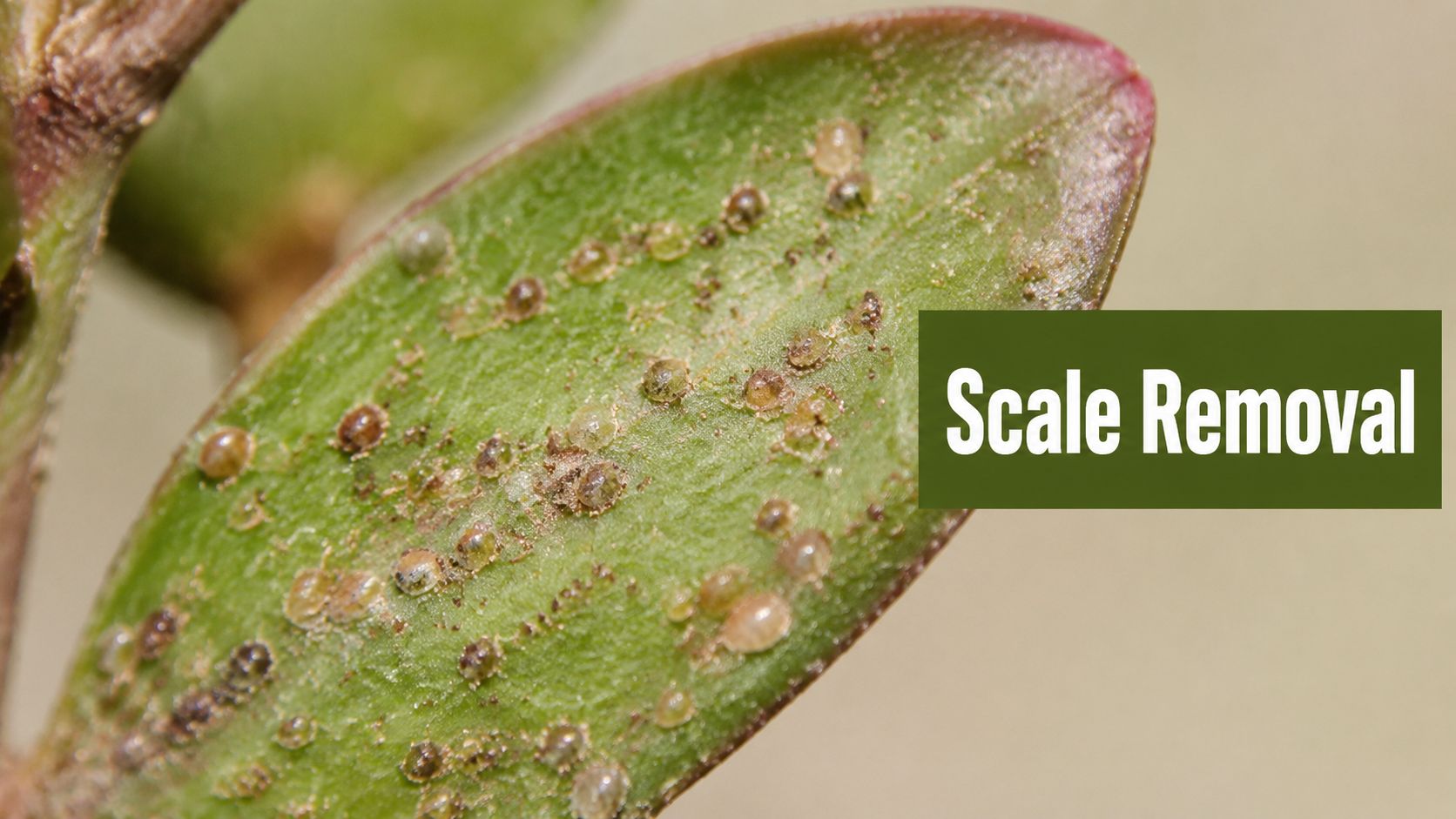 Scale Insects on Succulents: A 2026 Removal Guide