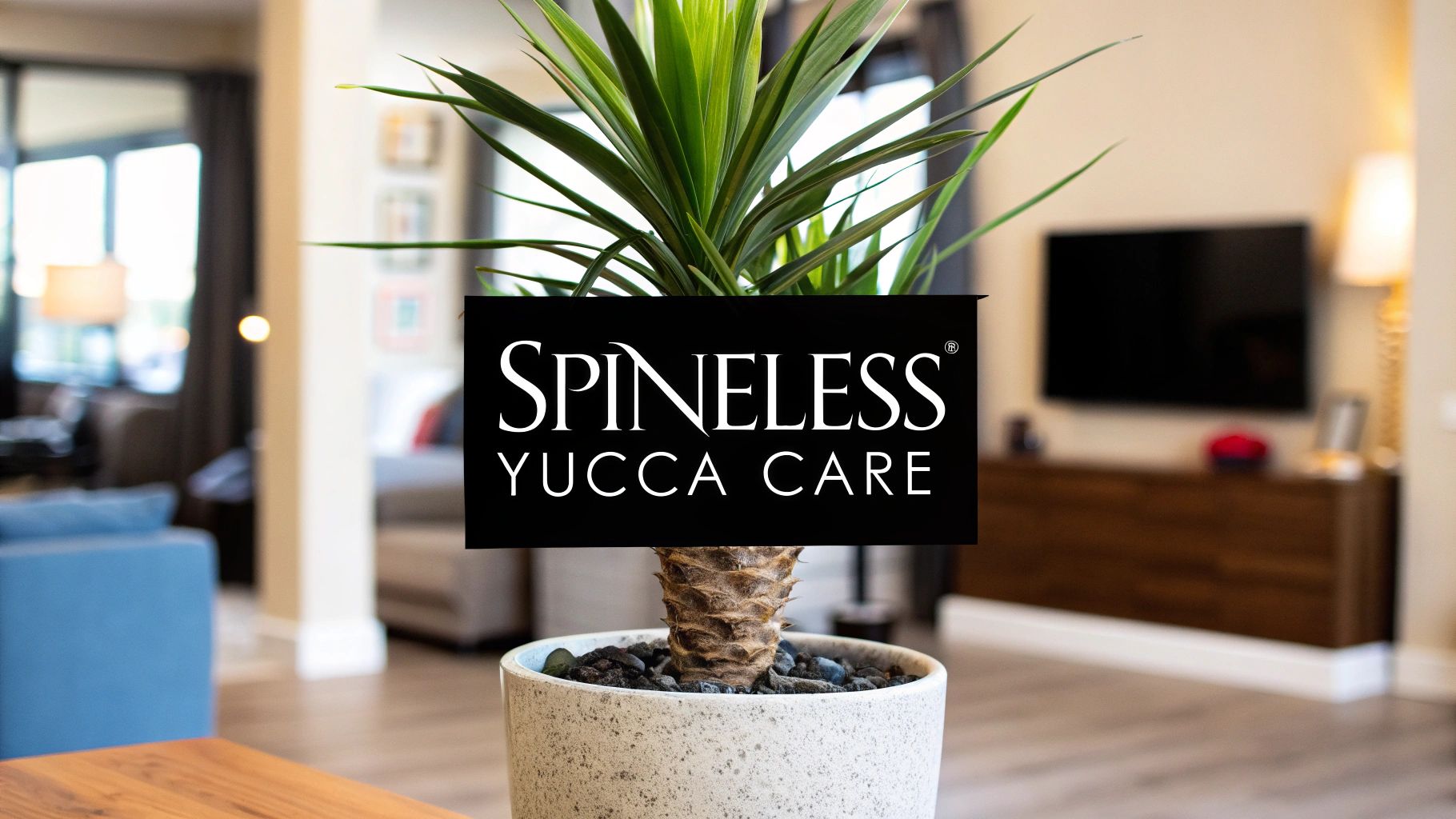 Spineless Yucca Care: Practical Tips for Indoor Health spineless yucca care