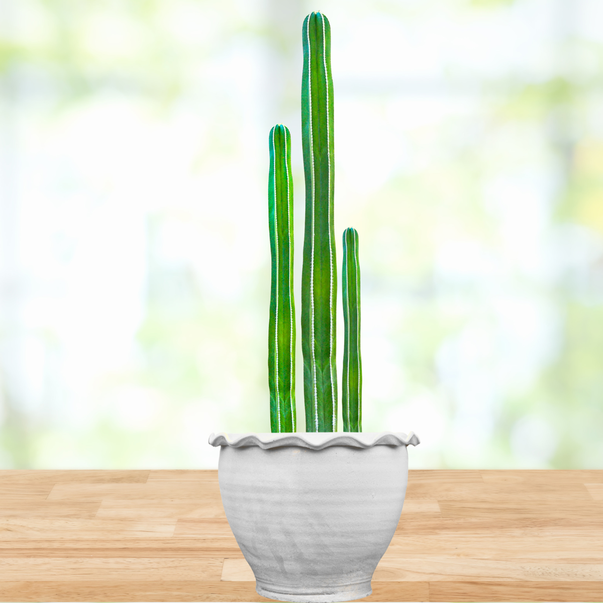 Mexican Fence Post Cactus