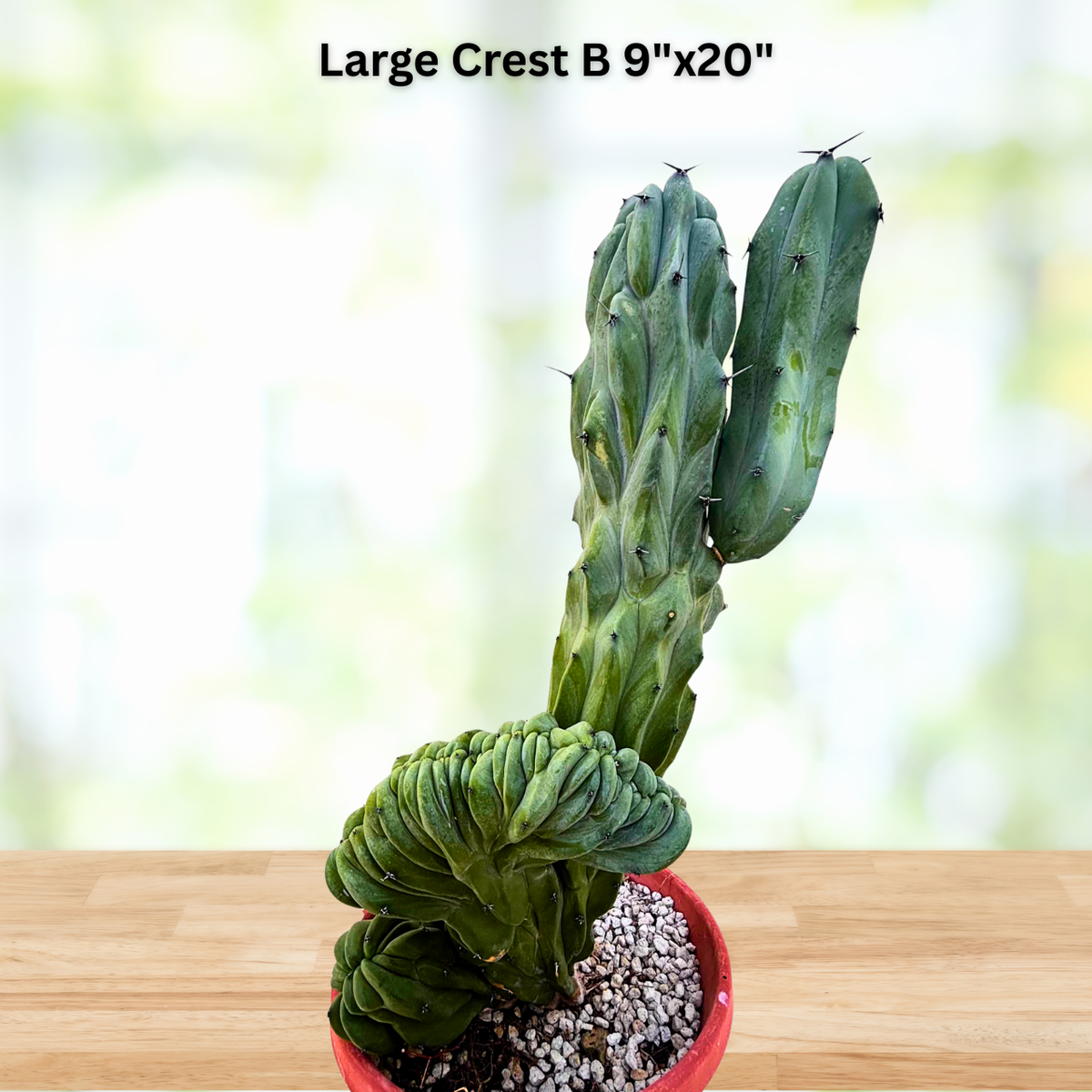 Crested Blue Flame cactus specimen showing wavy fan-shaped monstrose growth.