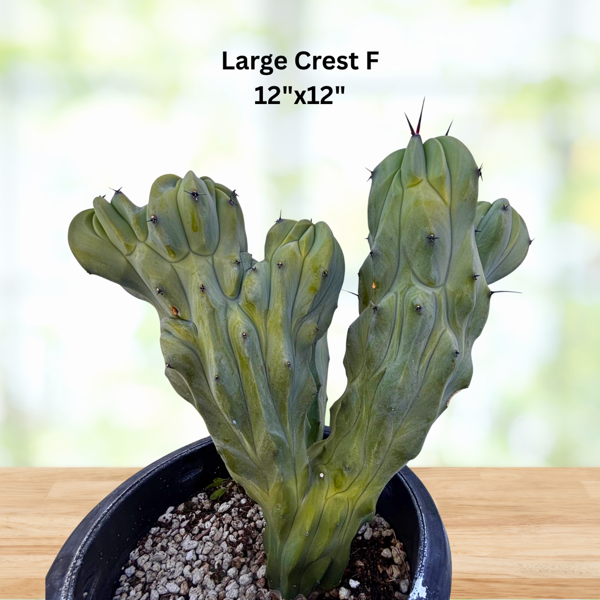 Crested Blue Flame live plant with dense blue-green crested growth and irregular folds.